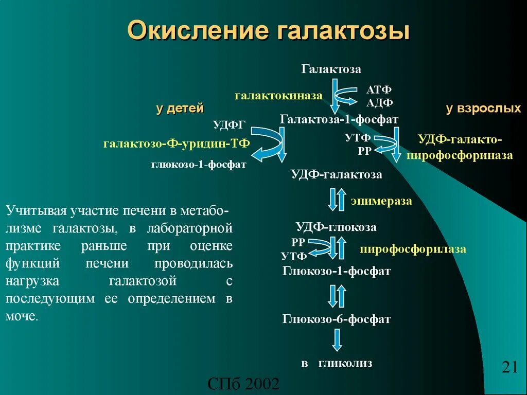 Окисление крахмала сколько атф. Окисление галактозы. Окисление д галактозы. Биохимия. Мягкое окисление галактозы.