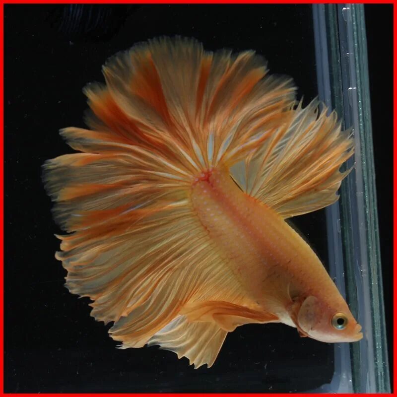 Рыбка петушок бетта. Рыбка петушок оранжевый. Золотые петушки рыбки. Золотые петушки рыбки. Петушок коронохвостый желтый.