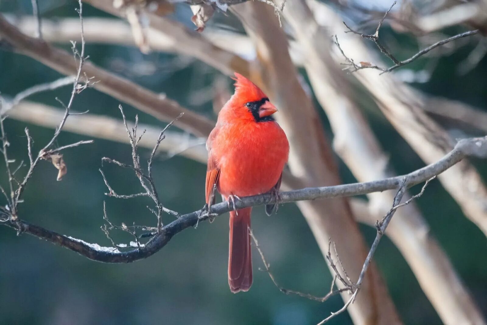 Группа красные птицы. Красный Кардинал. Птица с красными перьями. Птица с красной попой. Птица с красным подхвостьем.
