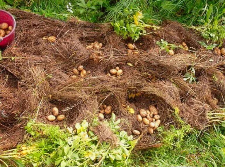 Солом растут. Картофель в соломе. посадка картофеля под солому. картошка под соломой. картошка под сеном.