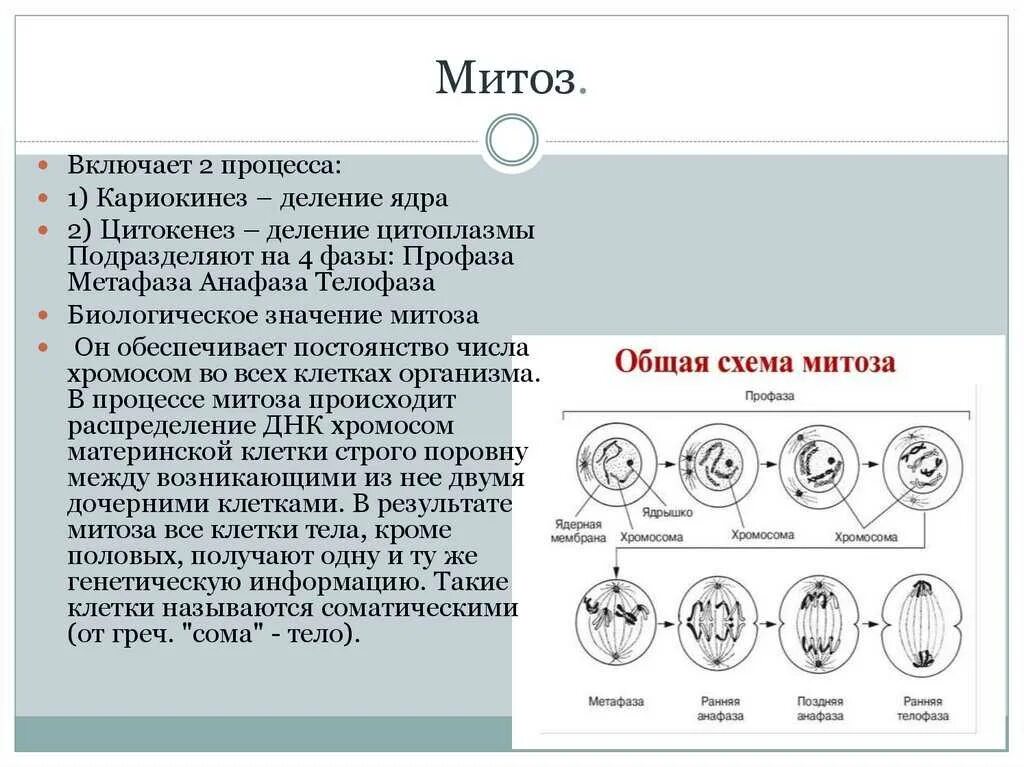 Фазы митоза телофаза 2. Фаза митоза профаза процессы. Митоз фазы митоза и процессы. Характеристика профазы митоза. Митоз фазы кратко