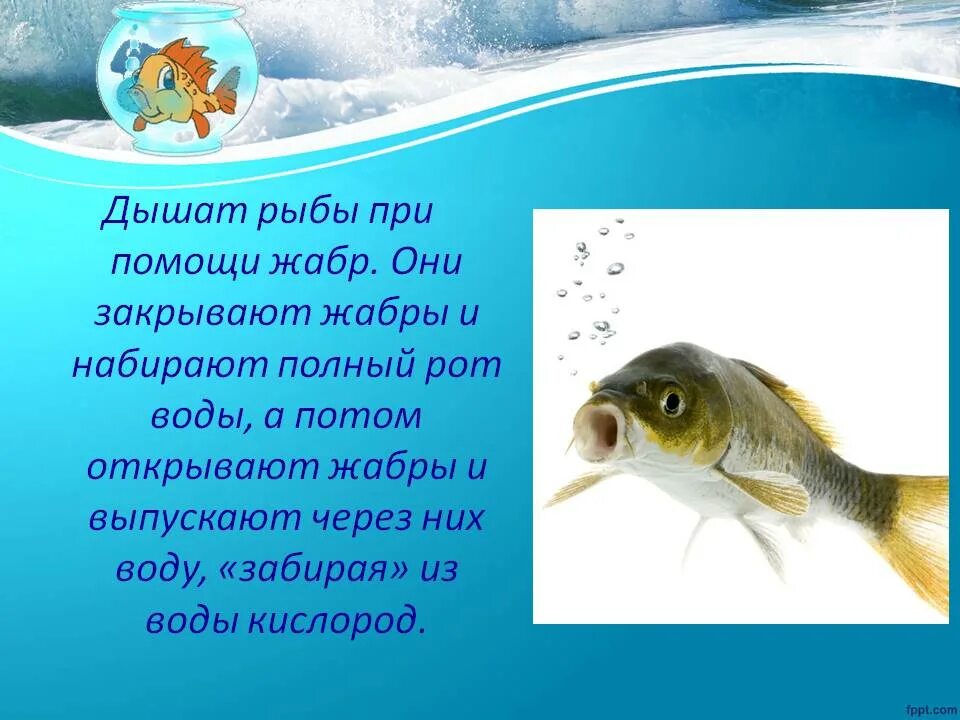 Как дышат рыбы. Рыба дышит жабрами. С помощью чего дышат рыбы. Как рыбы дышат под водой.