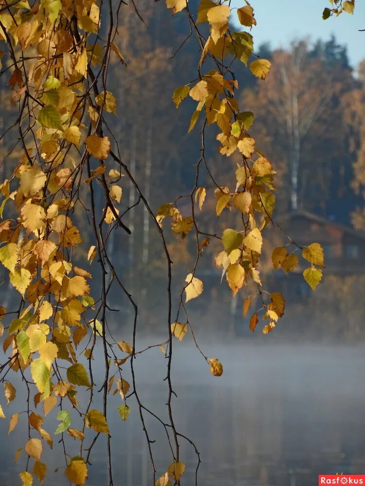 Утро осени картинки. Осеннее утро. Утренняя осень. Нежная осень. Октябрьское утро.