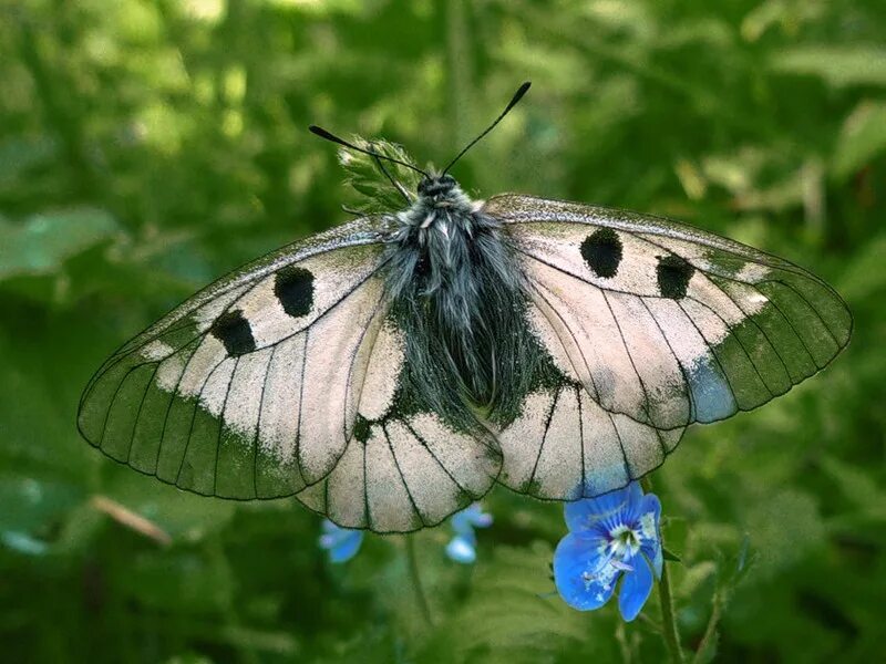 бабочка шашечница. бабочки каллимы. дневная бабочка 7. бабочка ай тодор. дневная бабочка 7.