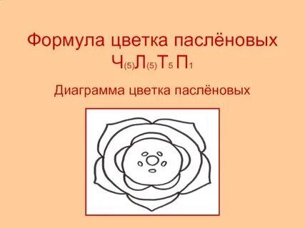Ч4л4т6п1 формула цветка какого