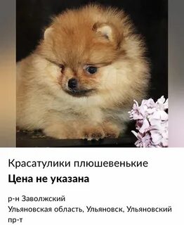 Объявление щенков шпица
