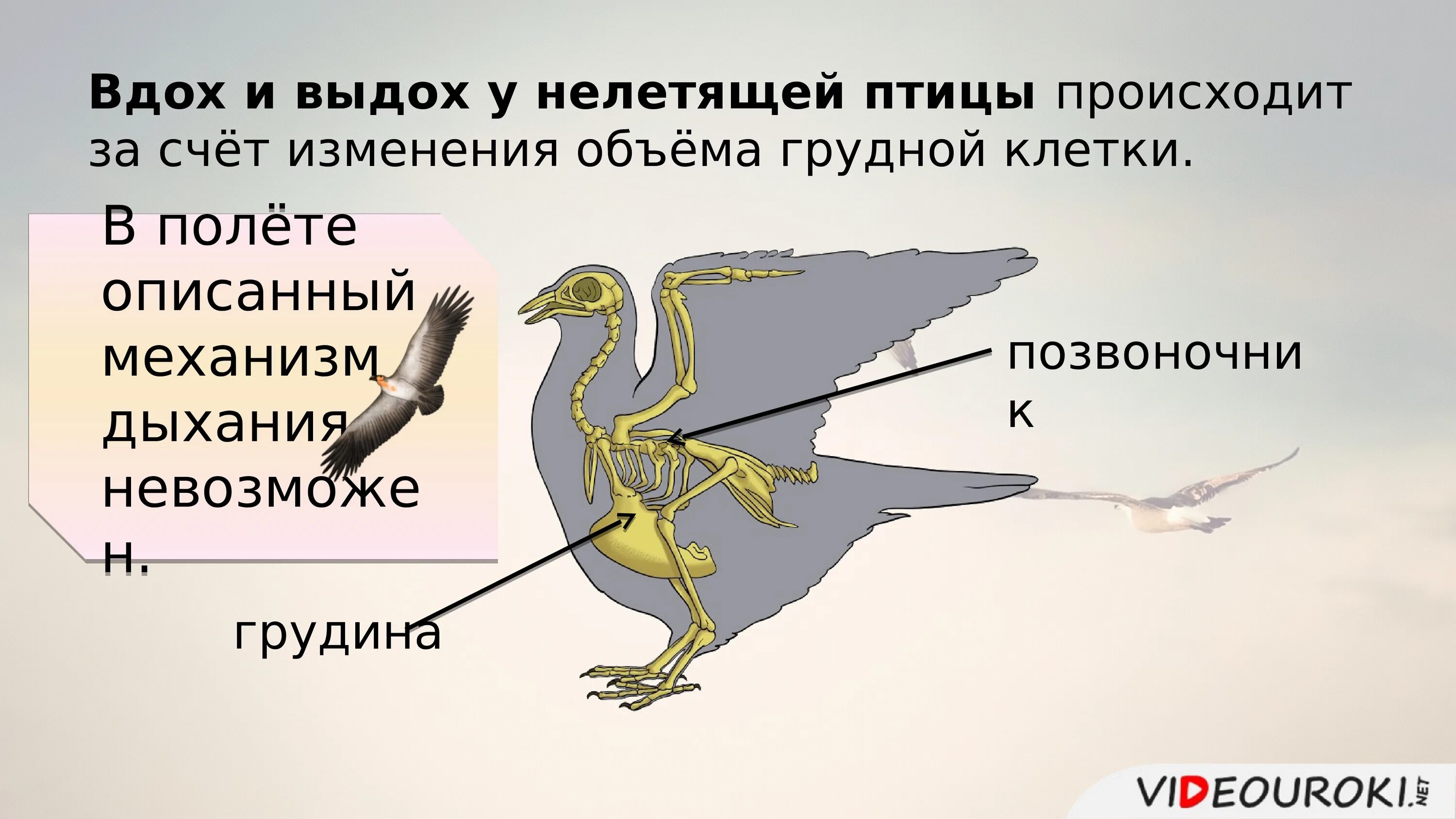 Строение птицы. Внутренне строение птиц. Класс птицы внутреннее строение. Внешнее строение птиц. Внутреннее строение птиц в связи с полетом