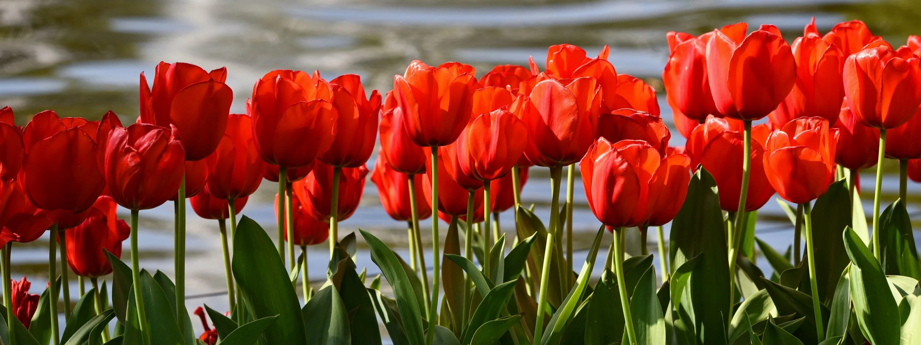 3 красных тюльпана. Красный тюльпан Казань реальные. Красные степные тюльпаны. Алые тюльпаны. Тюльпаны фото.