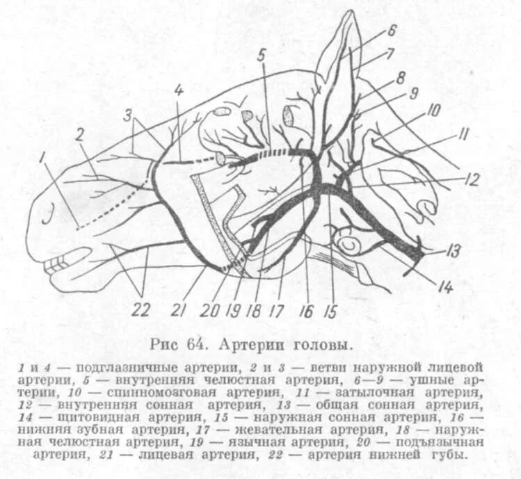 Наружная челюстная артерия лошади. Артерии КРС схема. Основные артерии головы у животных. Схема артерий головы рогатого скота. Артерии и вены животных