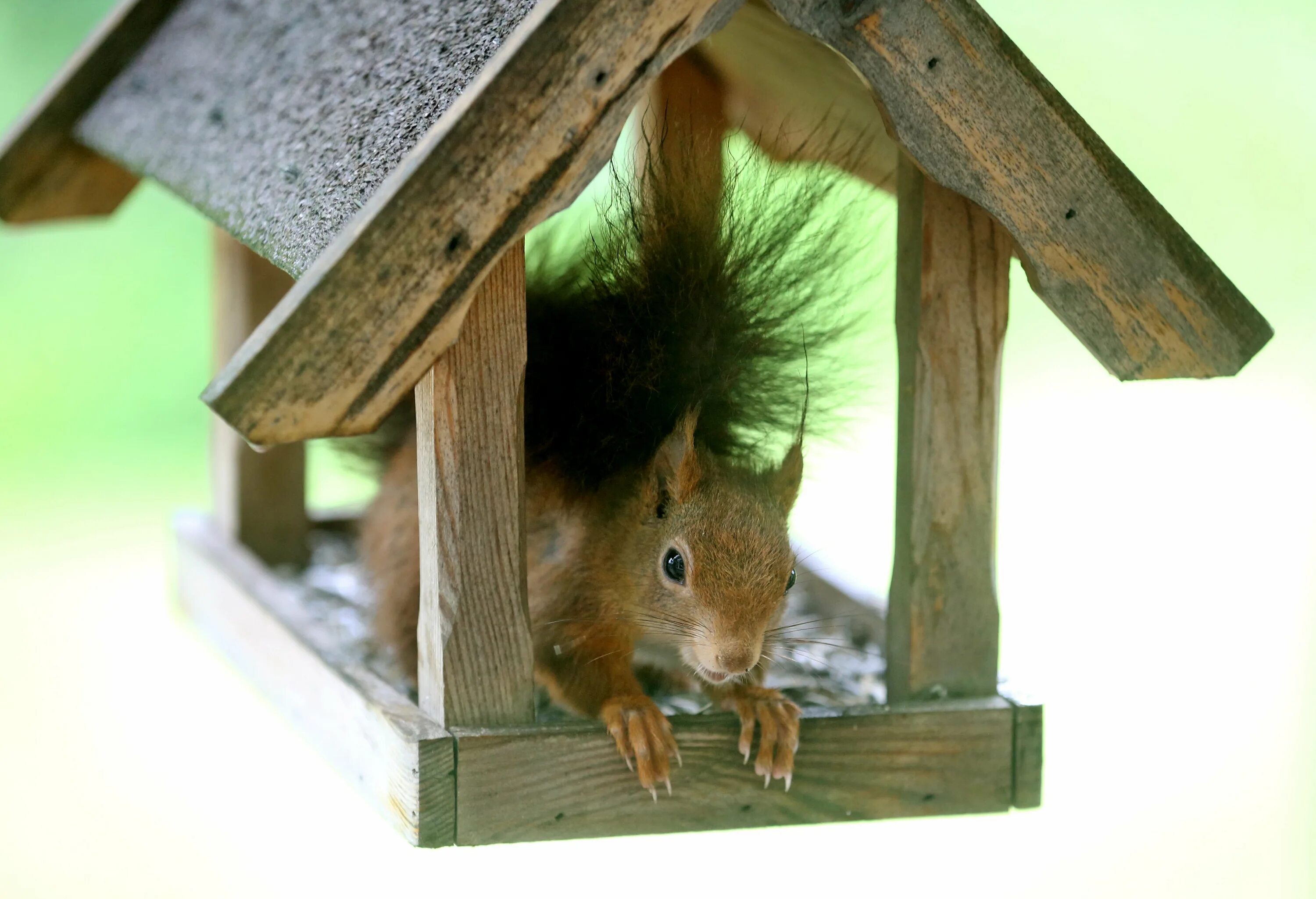 белки бельчатник. домик для бельчат. жилище белочки. кормушка для белок своими руками. домик белки фото.