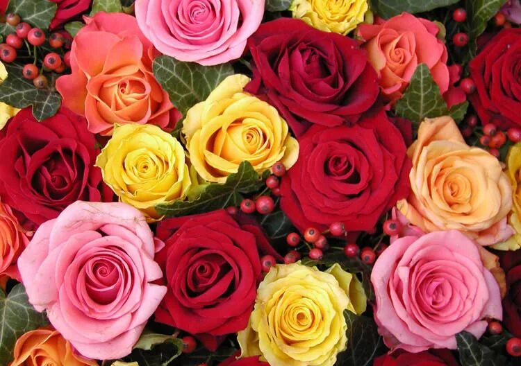 Roz. Яркие розы. Разноцветные розы. Много красивых цветов. Красивые розы разных цветов.