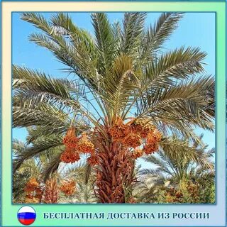 Пальма финиковая сколько лет
