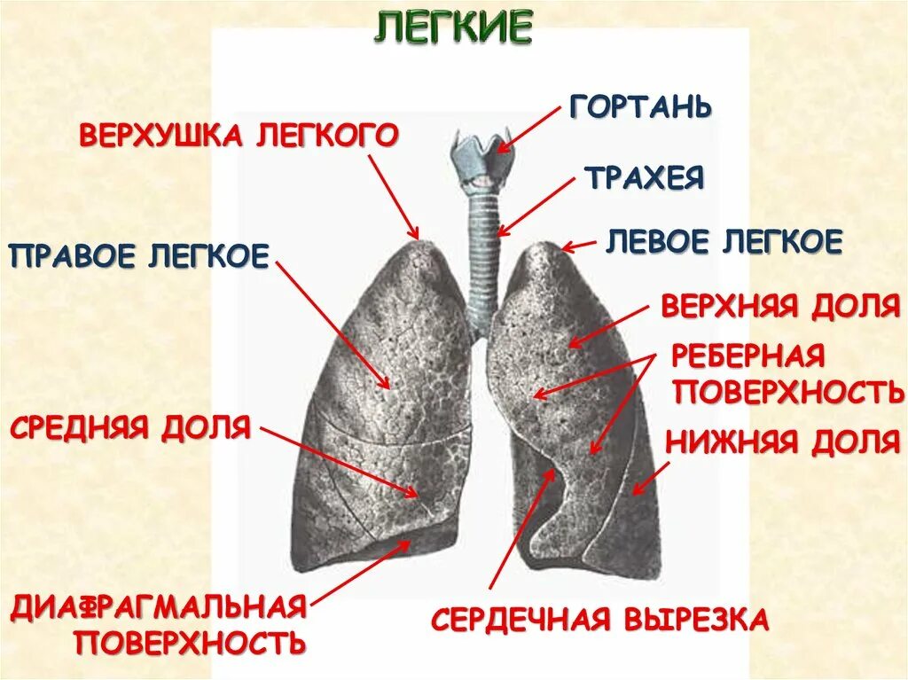 Выберите признаки характерные для легких человека. Легкие строение анатомия доли. Строение легкого реберная поверхность. Внешнее строение легкого анатомия.