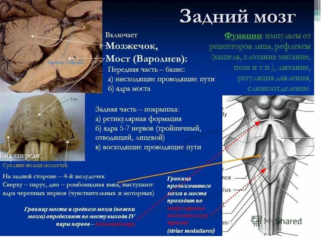 Задний мозг мозжечок функции. Задний мозг варолиев мост. функции моста и мозжечка заднего мозга. задний мост и мозжечок строение и функции.