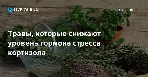 Как понизить кортизол у женщин препараты