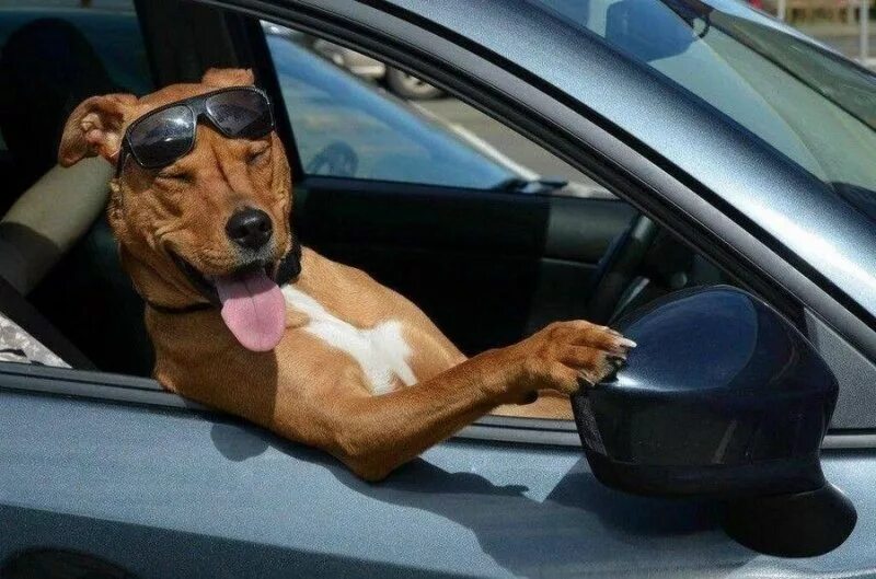 Собака высунулась из окна автомобиля. Прокачу с ветерком. Собака в машине. Смешная собака в машине. Собака выглядывает из окна машины.