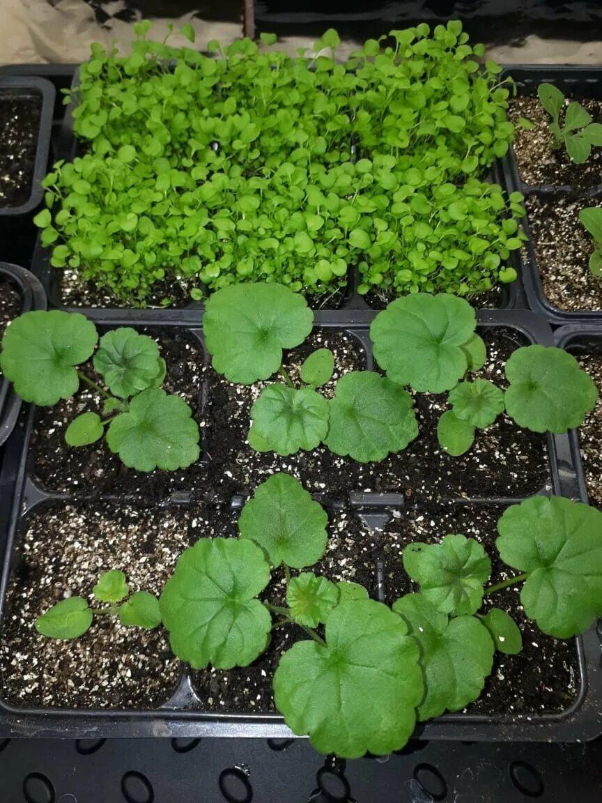 Рассада герани из семян. Пеларгония рассада. Пеларгония зональная всходы. Рассада сеянцы пеларгонии. Герань королевская рассада.