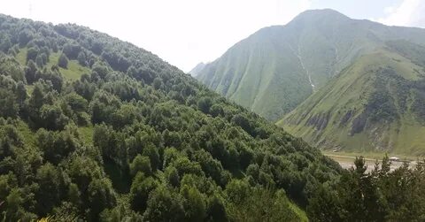 Коби грузия