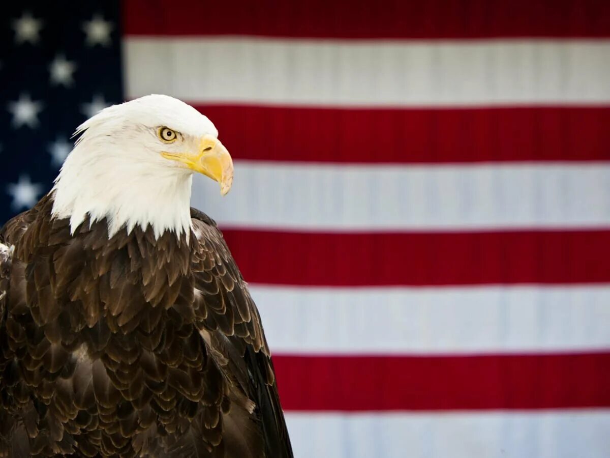 Белоголовый Орлан США. Символ Америки белоголовый Орлан. Белоголовый орёл символ Америки. Белоголовый Орлан на флаге США. Звук орла америка