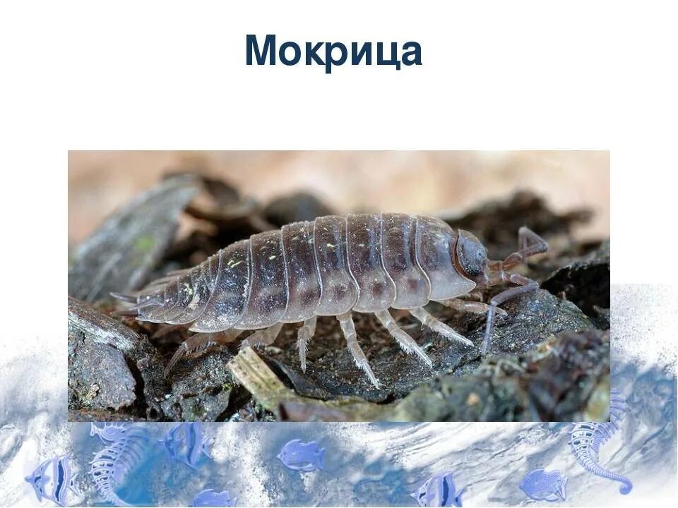 Мокрица. Мокрица ракообразное. Озерная мокрица. Мокрица классификация.