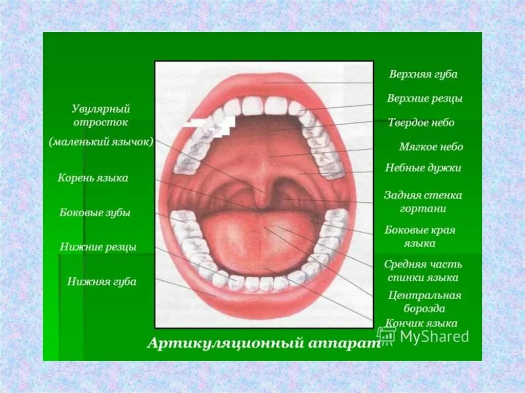 Артикуляционный аппарат. Твердое небо это в логопедии.