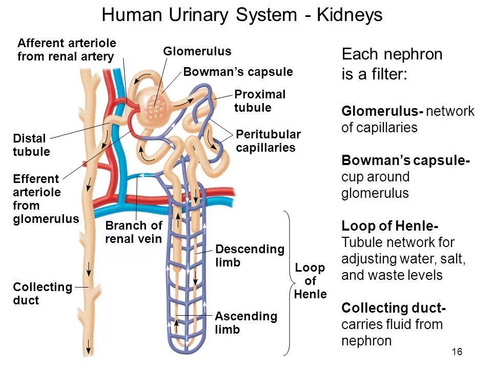 Urinary system. Human renal System. Organa urinaria схема. Kidneys and urine System.