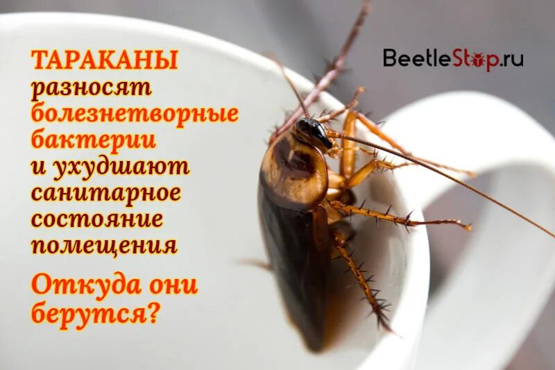 Тараканы откуда берутся и как избавиться. Тараканы зачем они нужны.
