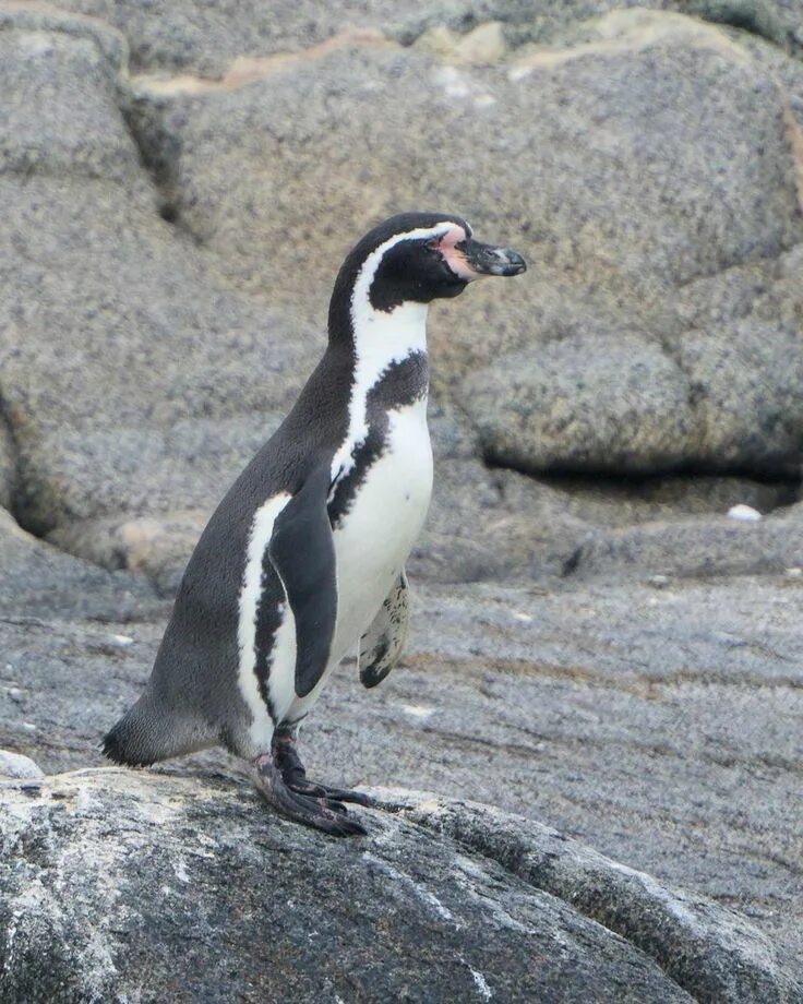 Пингвин гумбольдта. Spheniscus humboldti. Пингвины Гумбольдта рост. Пингвин Гумбольдта фото.