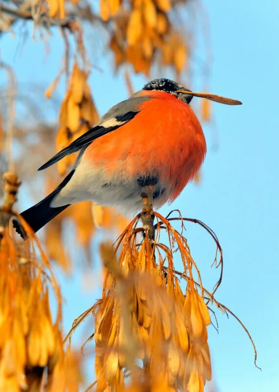 австрийский цапля. птица сойка которая поедает виноград фото. весенняя птица коричневого цвета. североамериканские птицы на деревьях. птичка ясень.