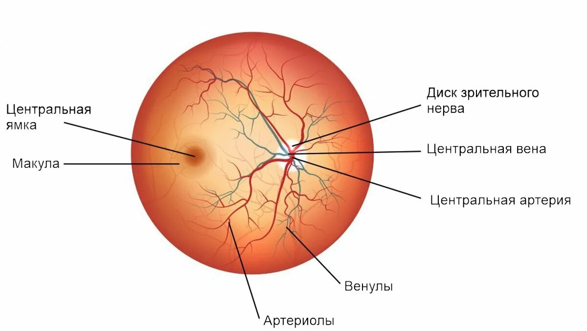 Место выхода зрительного нерва не воспринимающее лучей. Диабетическая ретинопатия глазное дно. Артерии сетчатки анатомия. Центральная артерия и Вена сетчатки. Центральная Вена сетчатки анатомия.