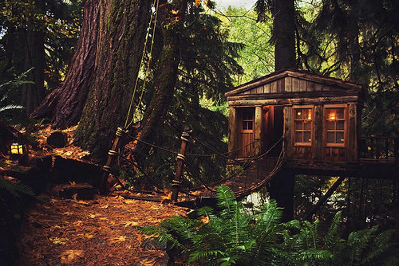 Дом на дереве (Британская Колумбия, Канада). Хижина гномов, Британская Колумбия. Друскининкай лес избушка. Домик на дереве Форест.