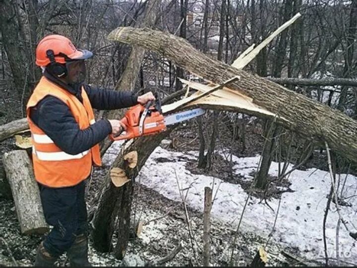Валка деревьев способы. Уборка опасных деревьев на лесосеке. расчистка спил деревьев. спиленное дерево. распиливание дерева.