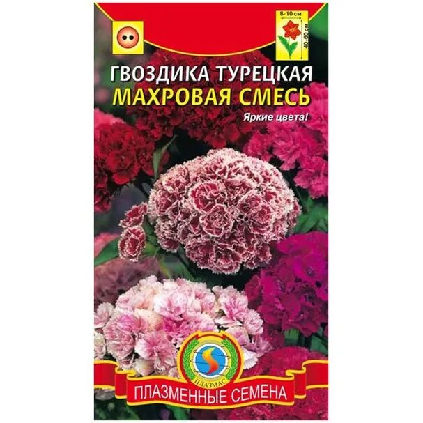 Турецкая гвоздика: выращивание из семян, когда сажать на рассаду