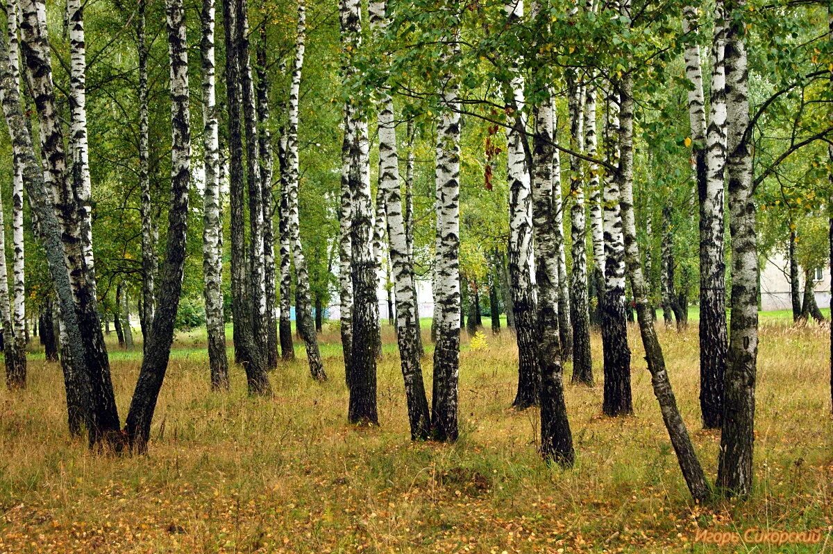 Белорусская березовая роща. Прокопьевск березовая роща. Березовый лес курск. Березовая роща в борисоглебске березы. Березовый лес некрасовка.