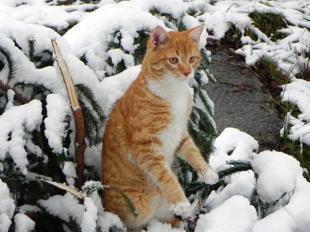Кота ушел зимой. Зимний кот. рыжий кот в снегу. котята зимой. рыжий кот в сугробе.