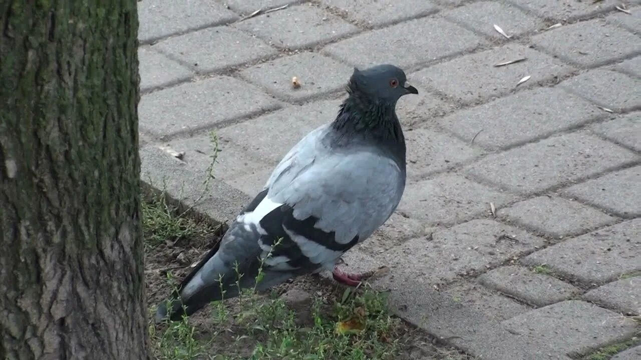 Чубатых голубей
