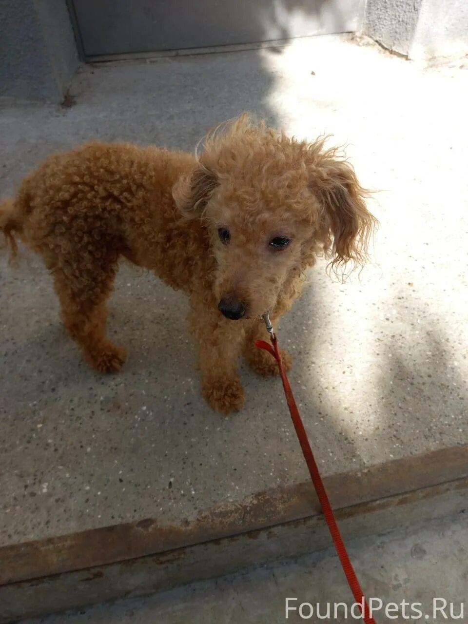 Интерактивная собака пудель. Ошейник для пуделя. Той пудель на прогулке. Ошейник для мальтипу. Королевский пудель нестриженный.