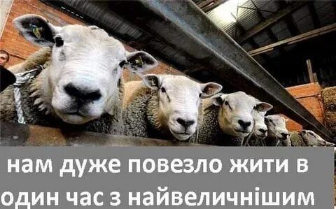 Ухилянт это