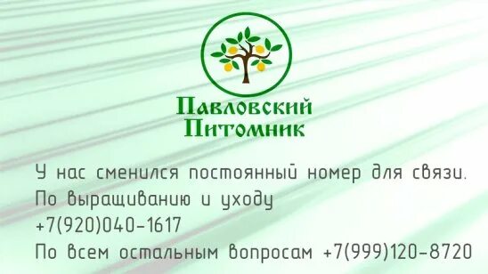 Сайт павловского питомника лимонов. Питомник в павлово. Сайт павловского питомника лимонов. Сайт павловского питомника лимонов. Сайт павловского питомника лимонов.
