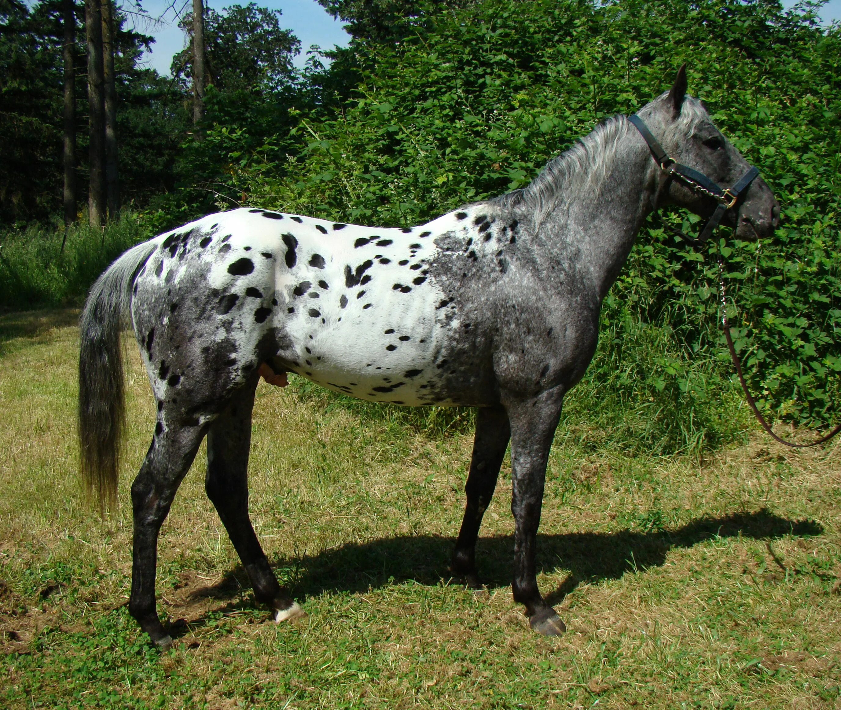 Ash; sample 001 coat color, note contrasting mane and tail colors. Very distinct