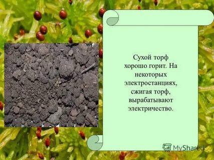 Мох источник торфа