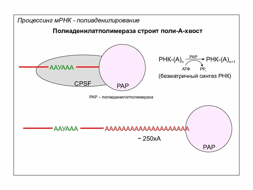 Поли-a-хвост матричной РНК. Полиаденилирование МРНК. Полиаденилирование РНК. Процессинг Полиаденилирование.