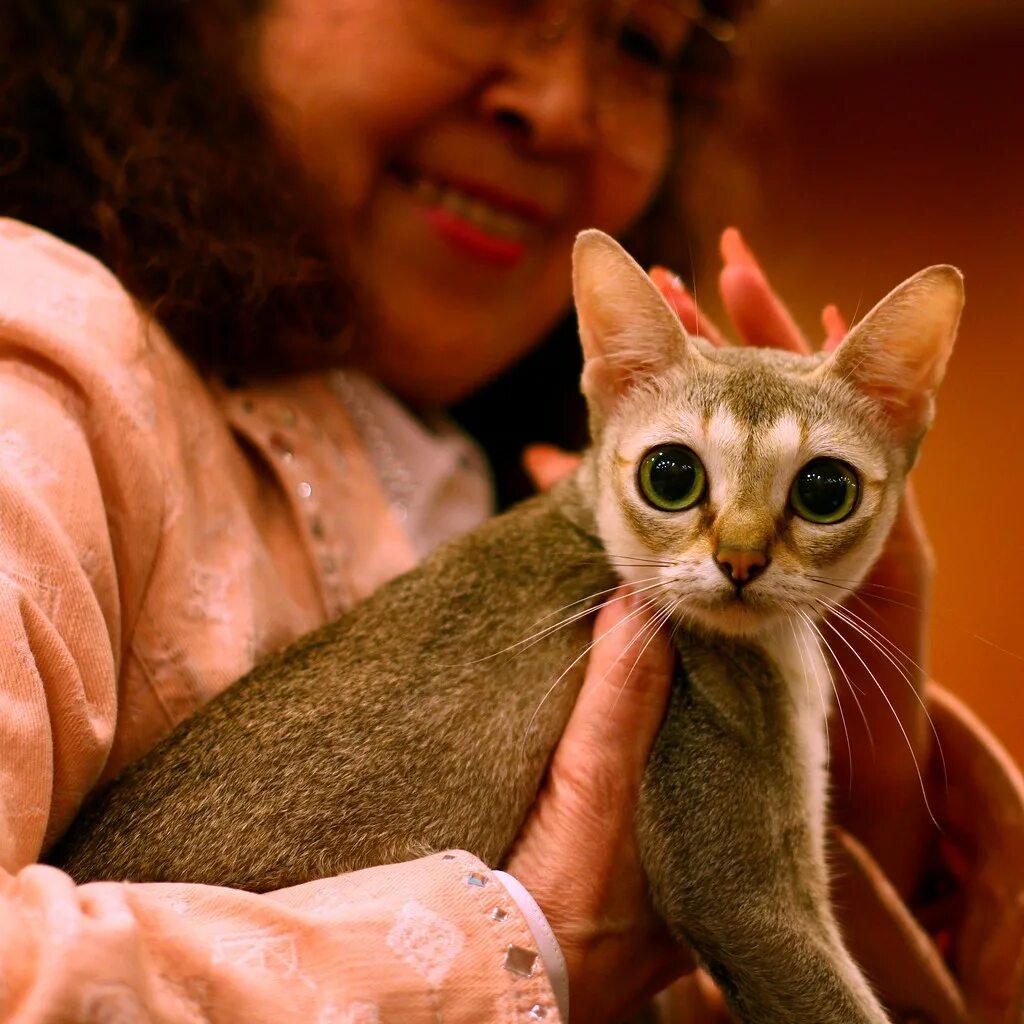 Сингапурская кошка (сингапура). Рыжая пятнистая кошка prionailurus rubiginosus. Сингапурская кошка. Самая мелкая кошка. Сингапура порода кошек.