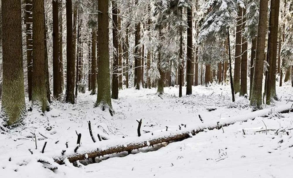 Чаща зимой. Бурелом зимой. бурелом зимой в лесу. закладки лес зима. зима грязная в лесу.