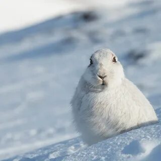 GoodFon.com - Free Wallpapers, download. winter, look, face, snow, hare, po...
