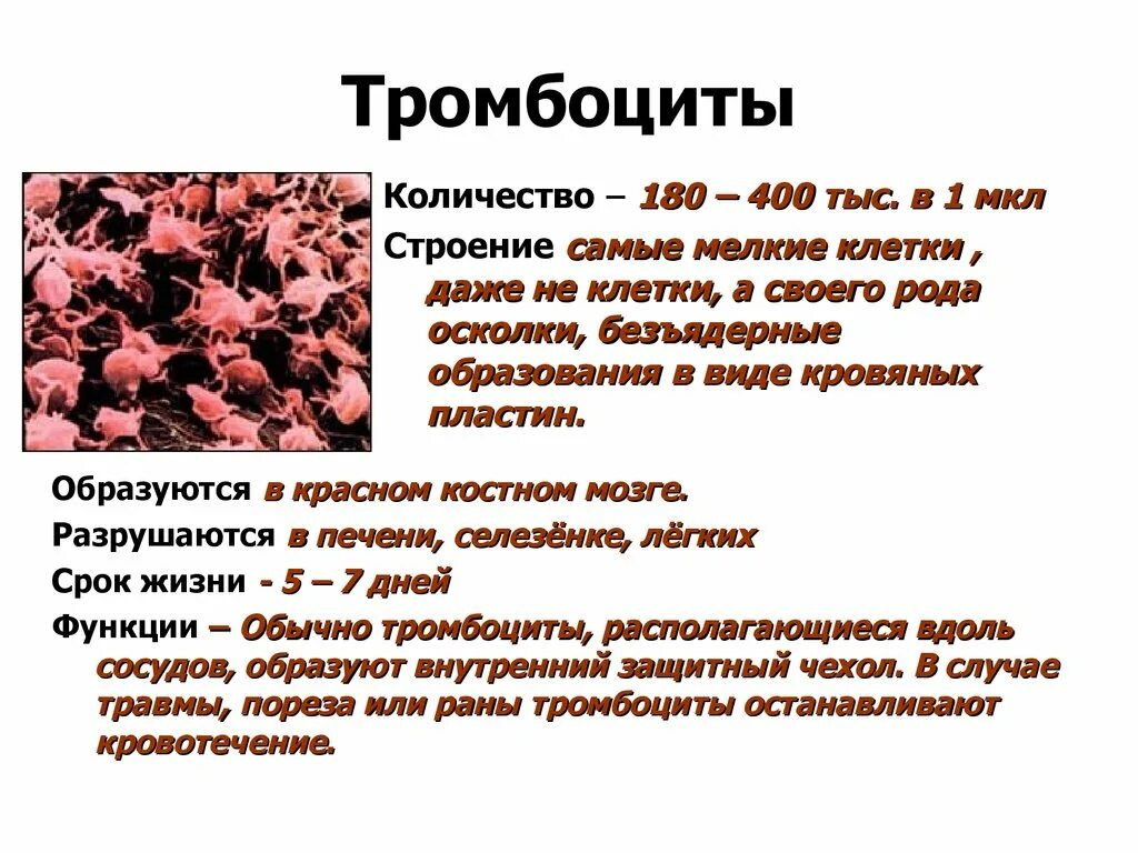 Лечение повышенных тромбоцитов в крови. Тромбоциты строение и функции. Тромбоциты строение функции норма. Строение тромбоцитов в крови. Описание строения тромбоцитов.