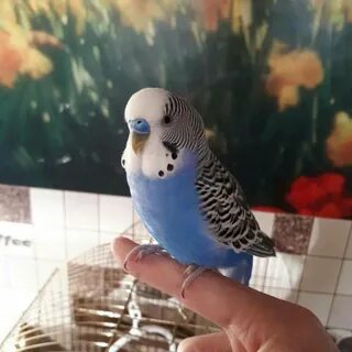Сколько стоят говорящие живые попугаи