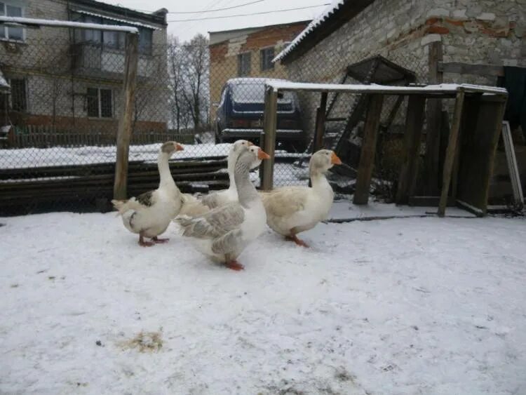 Содержание гусей зимой. Гуси зимой. гуси кормление зимой. содержание гусей. 110 гусь.