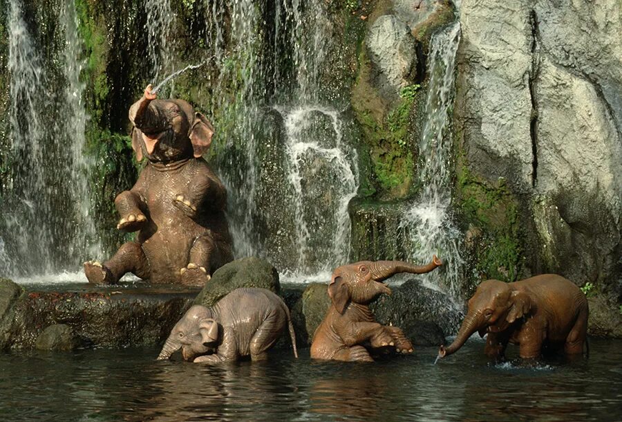 Слон купается. Слоны купаются. Слоник купается. Слоны моются. Слон под водопадом.