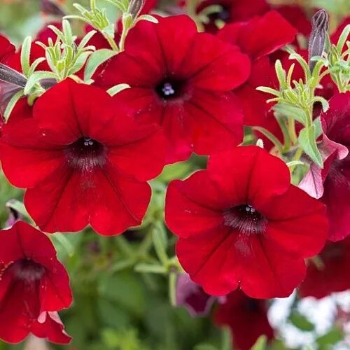 Петуния "тайдел вэйв" ред велюр f1 многоцветковая ампельная. Вейв ред велюр. Петуния ампельная f1 изи вейв ред велюр. Вейв ред велюр. Петуния тайдал вейв ред велюр.